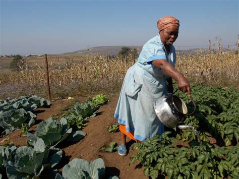  Agriculture in South Africa - A Portrait of Resilience and Innovation